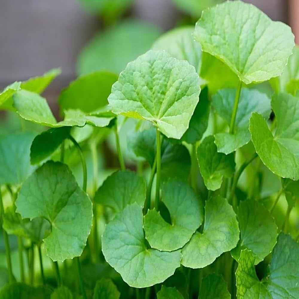 centella asiatica flower seeds