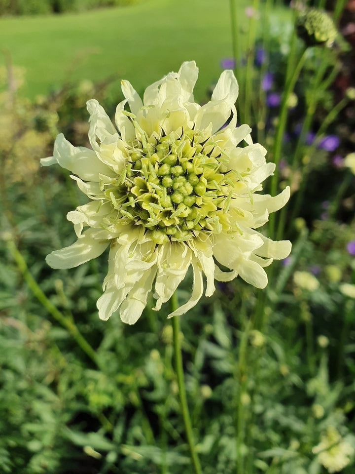 Cephalaria Gigantea Flower Seeds for Planting – Heirloom Non-GMO High Germination
