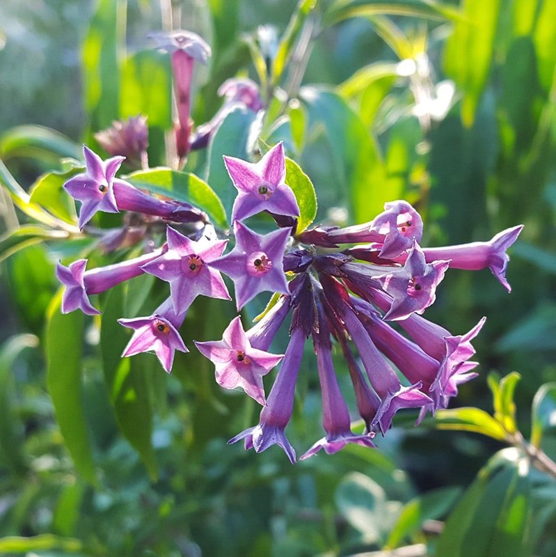 Purple Climbing Jasmine Flower Seeds Heirloom Non-GMO High Germination Organic Garden Seeds for Planting
