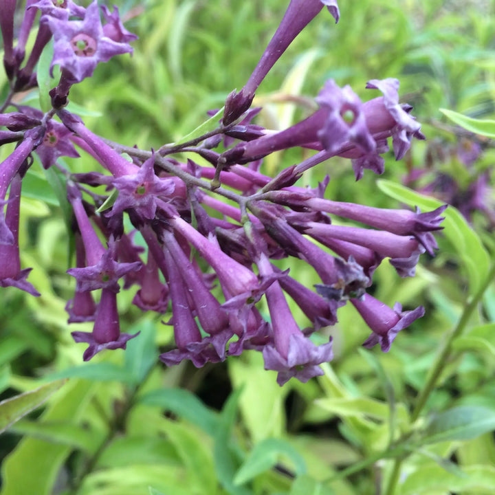 Violette Jasminblütensamen zum Pflanzen – Erbstück, gentechnikfrei, keimstarke Bio-Gartensamen