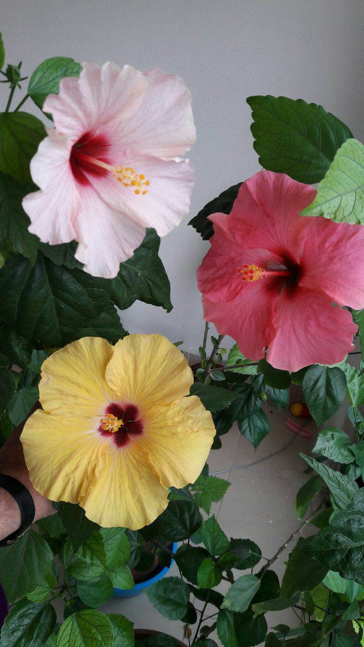 Mixed Hibiscus Flower Seeds – Heirloom, Non-GMO, High Germination Seeds