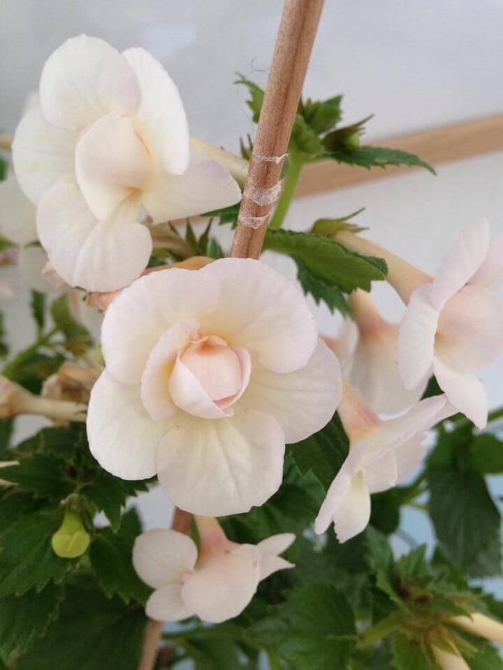 Achimenes Flower Seeds White for Planting – Heirloom Non-GMO High Germination Organic Garden Seeds