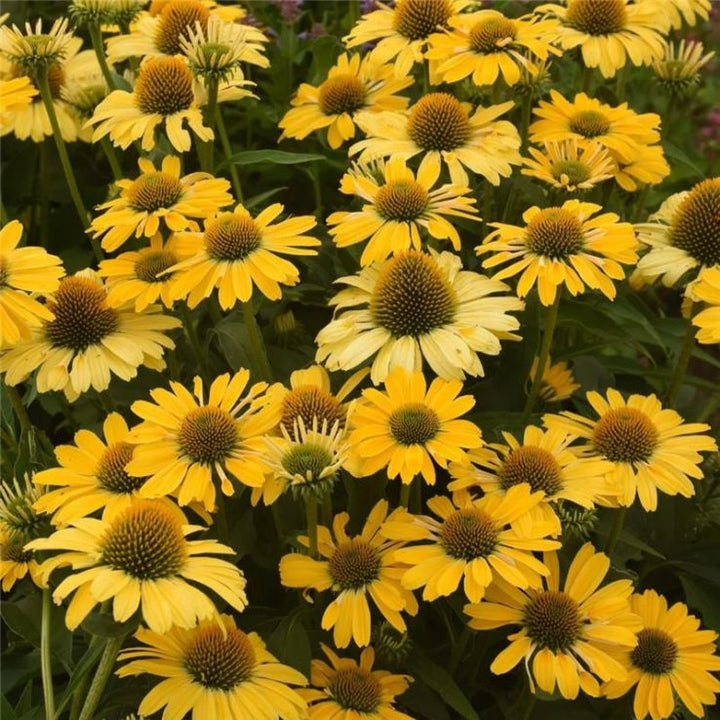 Echinacea Flower Seeds Yellow – Heirloom, Non-GMO, High Germination Seeds for Planting