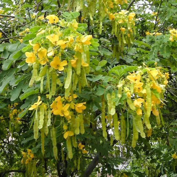 Yellow Diphylleia Flower Seeds – Heirloom, Non-GMO, High Germination Seeds