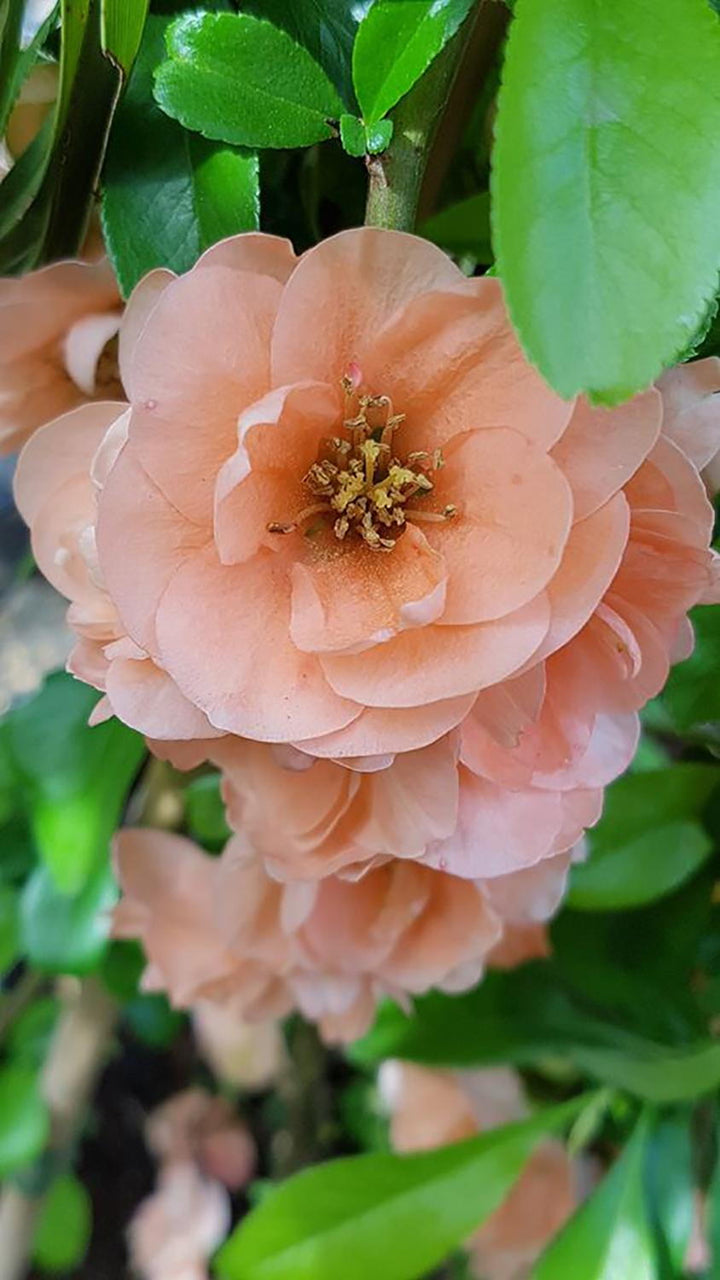 Orange Chaenomeles Cameo Flower Seeds – Heirloom, Non-GMO, High Germination Seeds