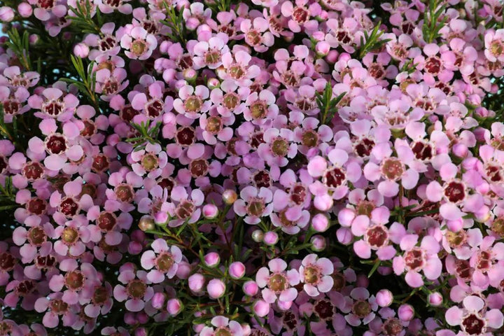 Light Pink Geraldton Flower Seeds – Heirloom, Non-GMO, High Germination Seeds