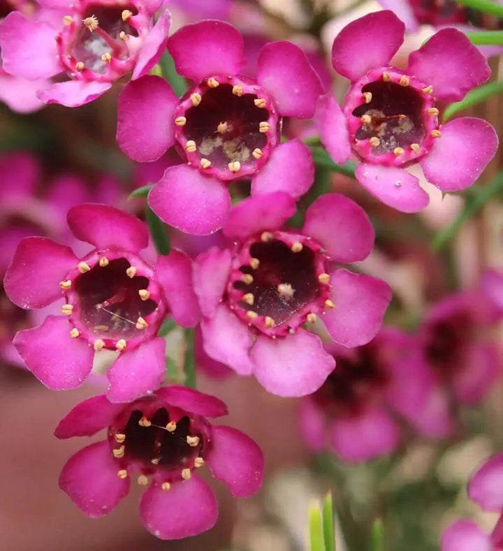 Semillas de flores de Chamelaucium rosa para plantar – Semillas cimera no transgénicas de alta germinación