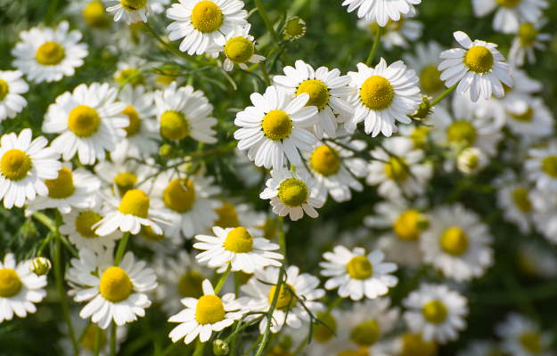 Camomile Flower Seeds White – Heirloom, Non-GMO, High Germination Seeds for Planting