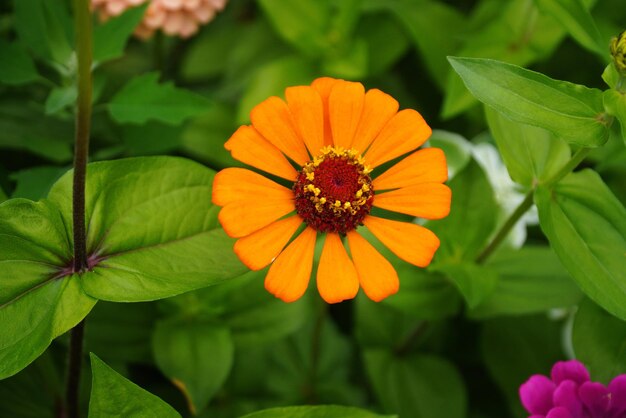 Chamomile Flower Seeds Orange – Heirloom Non-GMO High Germination Seeds for Planting