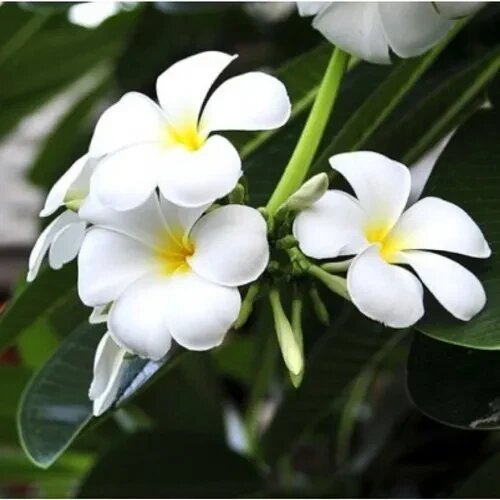 White Champa Flower Seeds – Heirloom, Non-GMO, High Germination Seeds