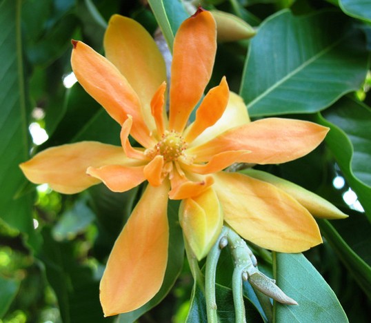Orange Michelia Alba Flower Seeds – Heirloom, Non-GMO, High Germination Seeds