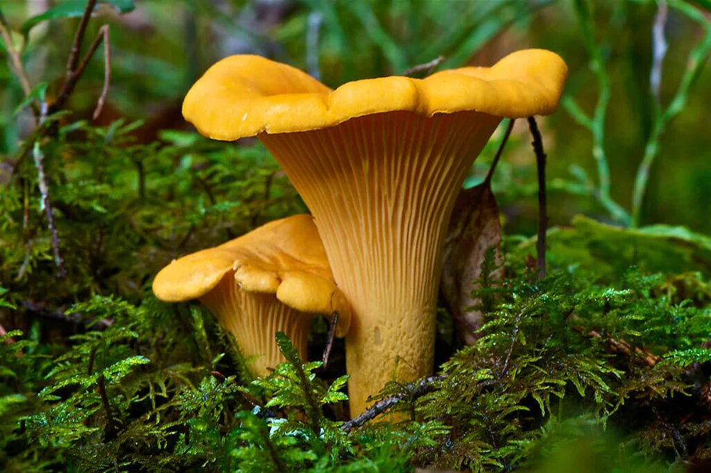 Chanterelle Mushroom Spawn Seeds - Heirloom Non-GMO High Germination Seeds