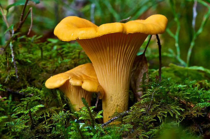 Chanterelle Mushroom Spawn Seeds - Heirloom Non-GMO High Germination Seeds