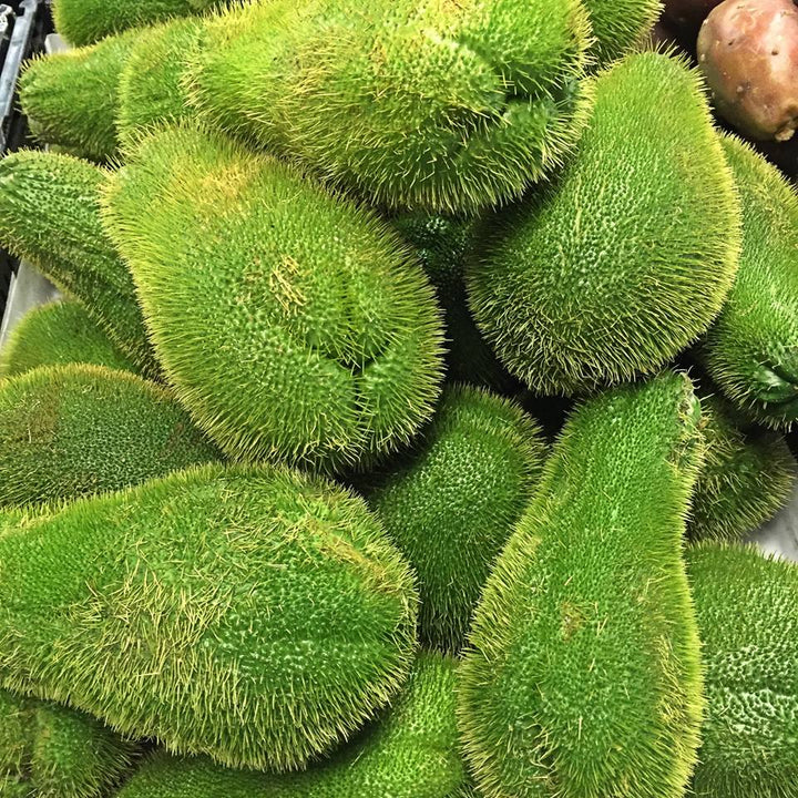 Prickly Chayote Squash Seeds – Heirloom Non-GMO Organic Vegetable Seeds, High Germination Garden Seeds
