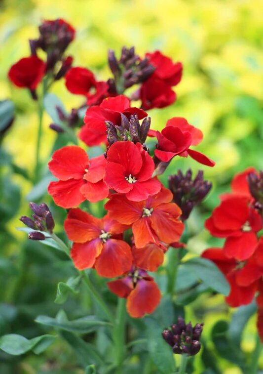 Rote Goldlack-Samen zum Pflanzen – Alte Sorte, gentechnikfrei, keimstark, Bio-Gartensamen