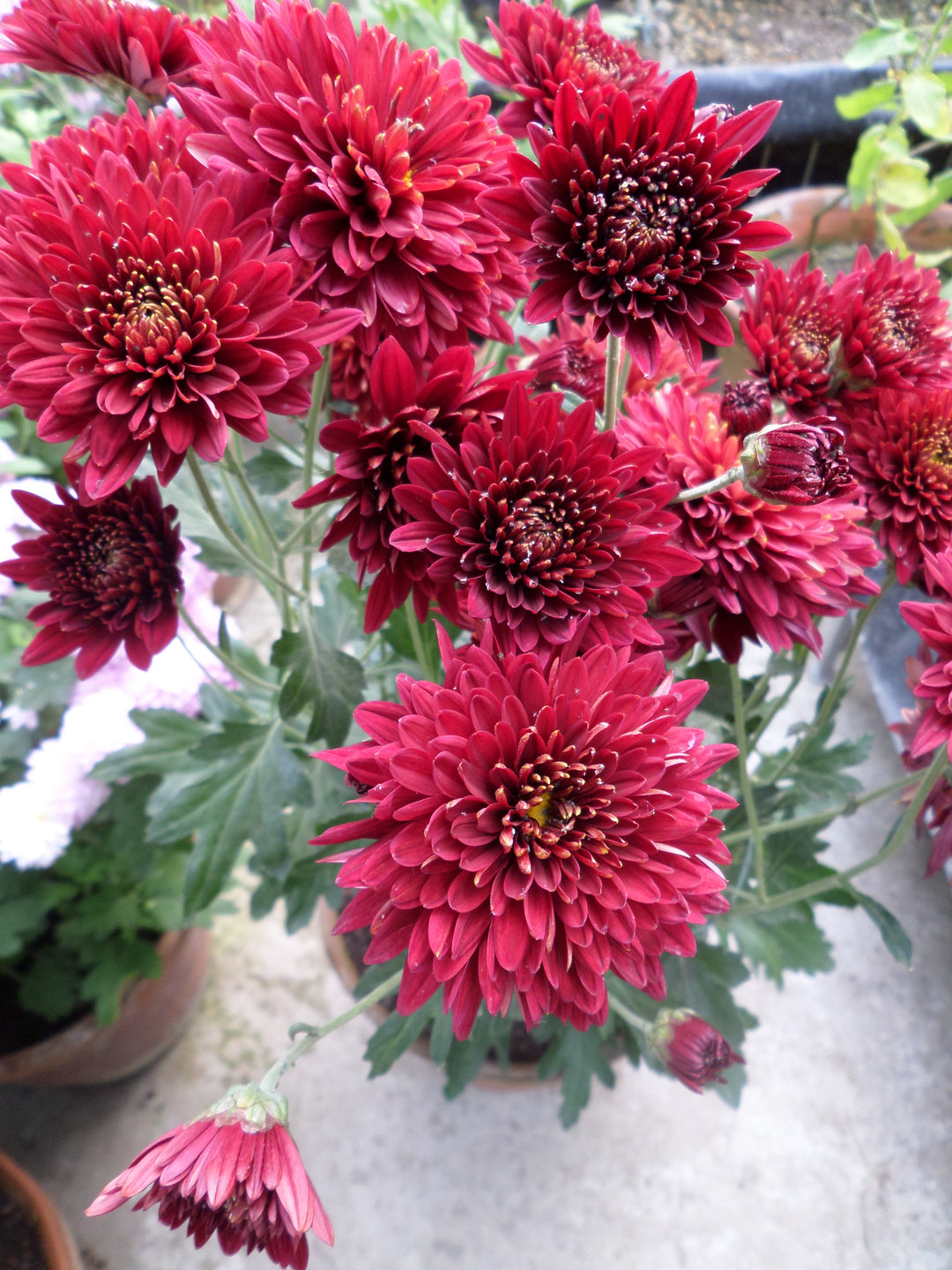 Red Chrysanthemum Flower Seeds – Heirloom, Non-GMO, High Germination Seeds