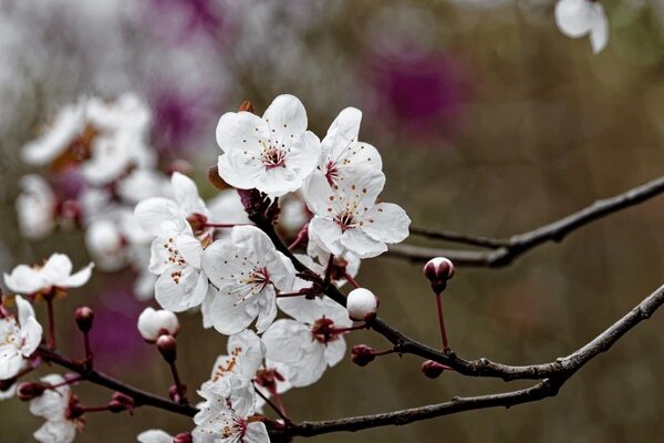Weiße Cerasus serrulata Blumensamen – Alte Sorte gentechnikfrei hohe Keimfähigkeit Samen