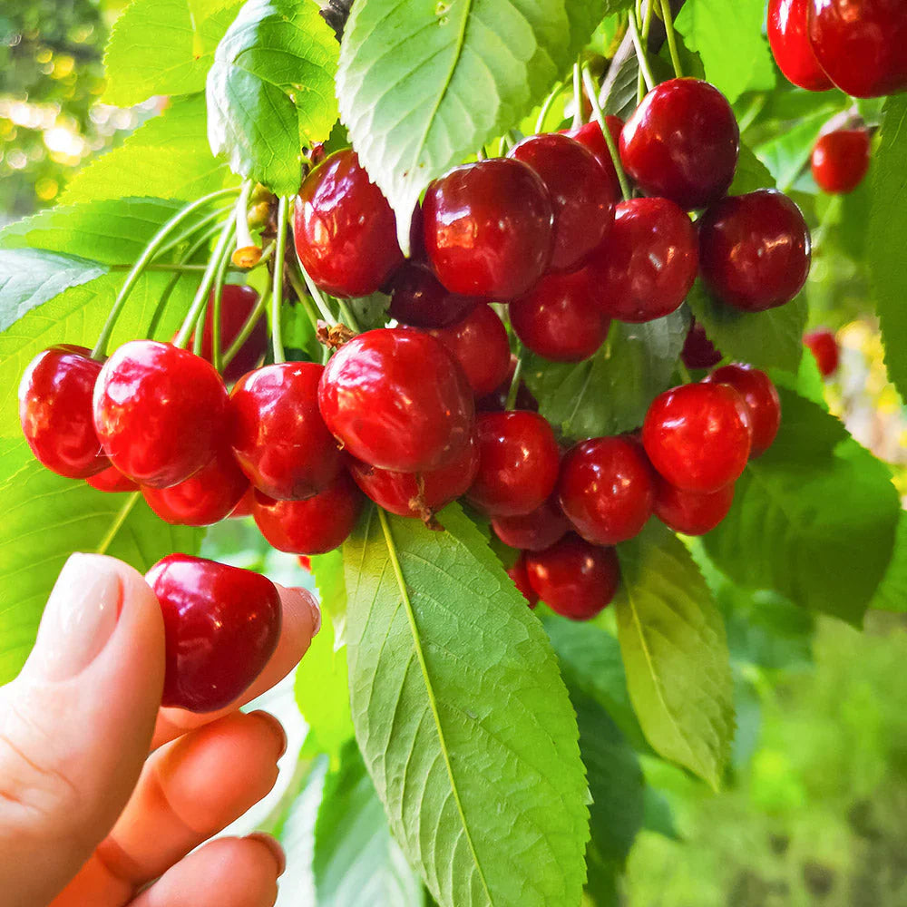 cherry fruit flower seeds