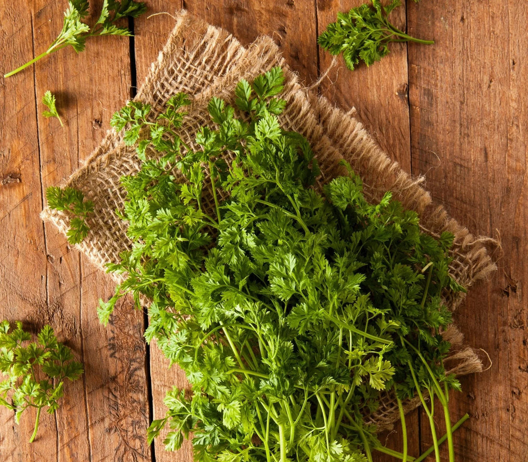 Green Chervil herb seeds