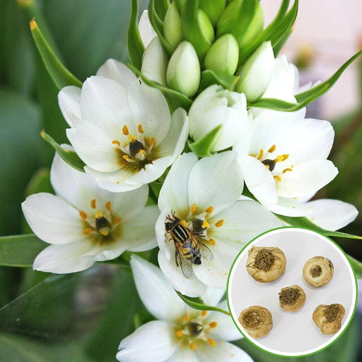 Chincherinchee Flower Seeds White – Heirloom, Non-GMO, High Germination Seeds for Planting