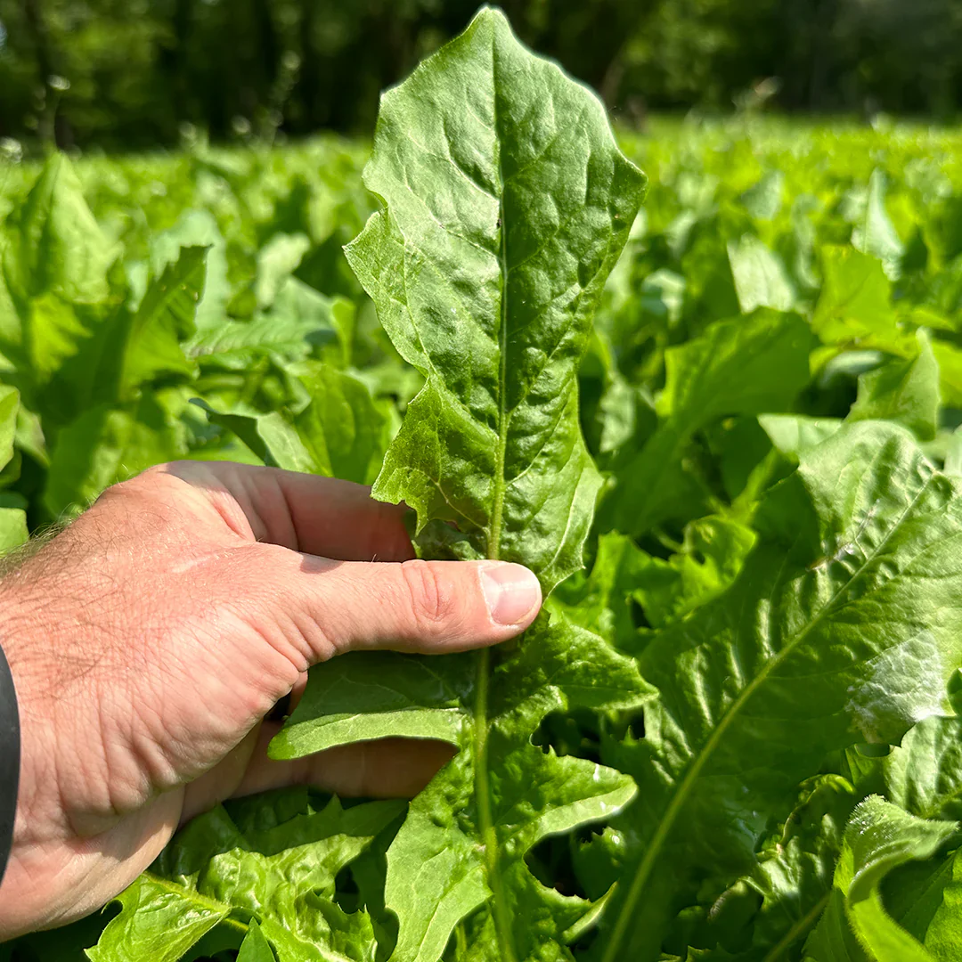 Oasis Chicory Seeds for Planting