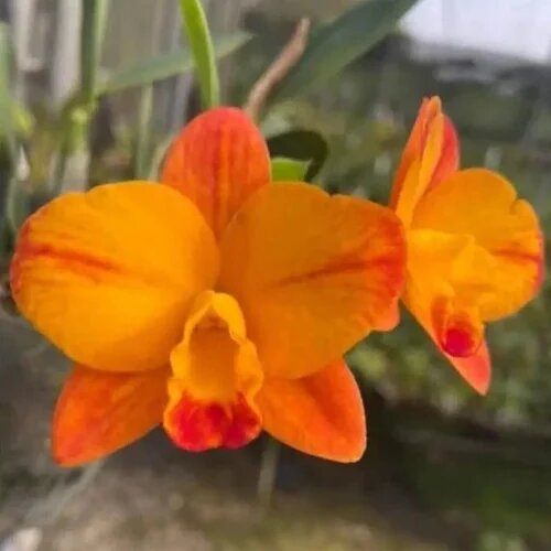Orange Cattleya Flower Seeds – Heirloom, Non-GMO, High Germination, Organic Seeds