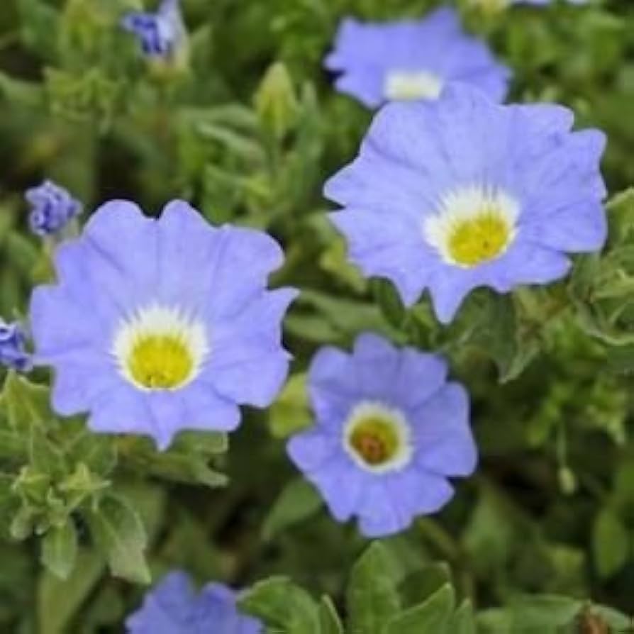 white chilean flower seeds