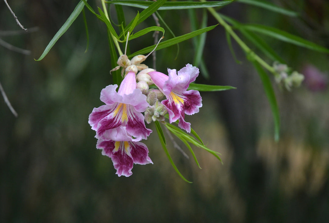 Chilopsis linearis Blumensamen zum Pflanzen – Erbstück, gentechnikfrei, keimstark, Bio-Samen
