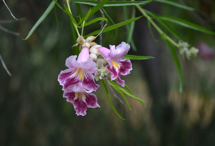 Chilopsis linearis Blumensamen zum Pflanzen – Erbstück, gentechnikfrei, keimstark, Bio-Samen