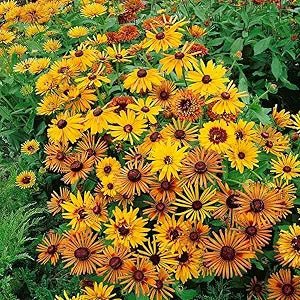 chim chiminee flower seeds