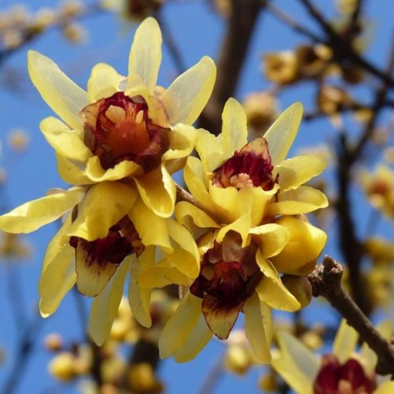 red chimonanthus flower seeds