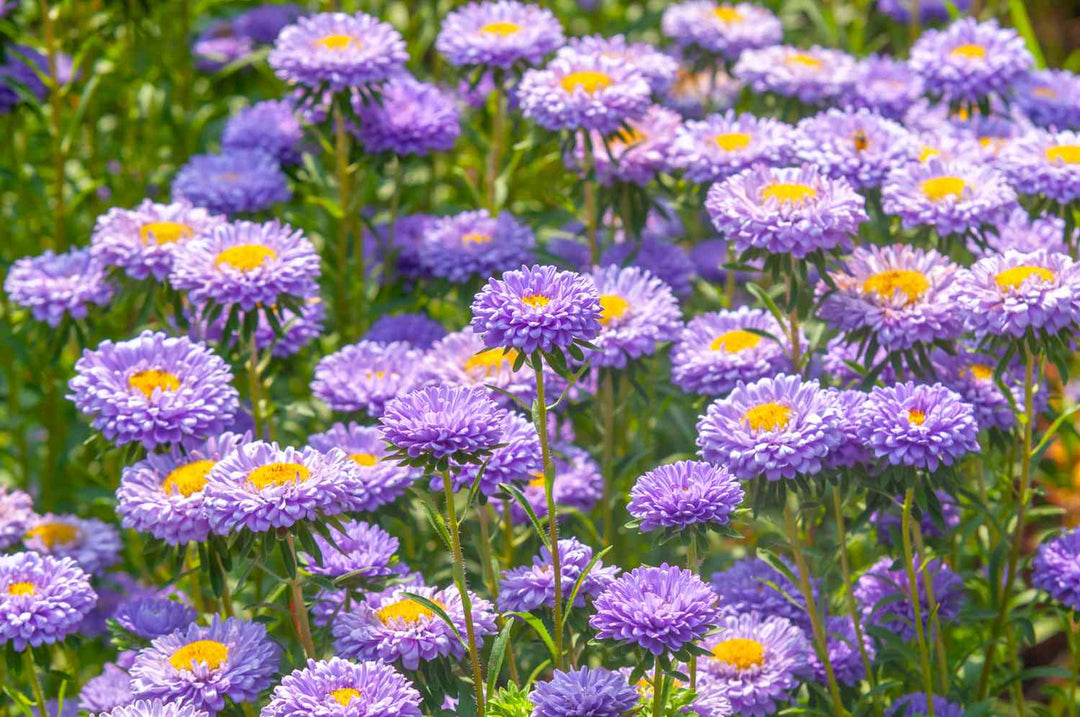 Aster Flower Seeds Violet for Planting – Heirloom Non-GMO High Germination Organic Seeds