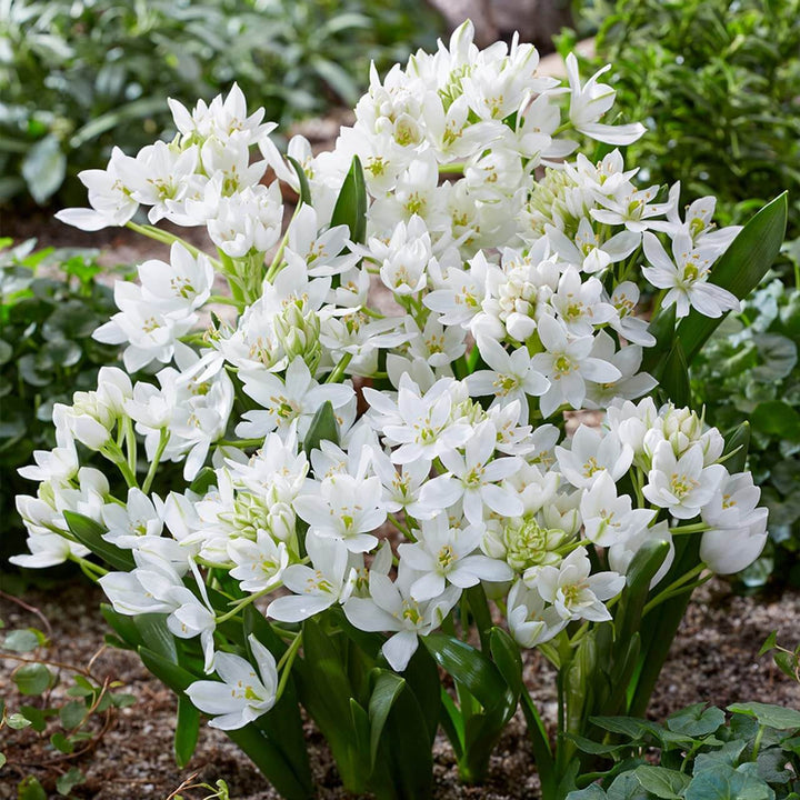 Chincherinchee Flower Seeds White – Heirloom, Non-GMO, High Germination Seeds for Planting