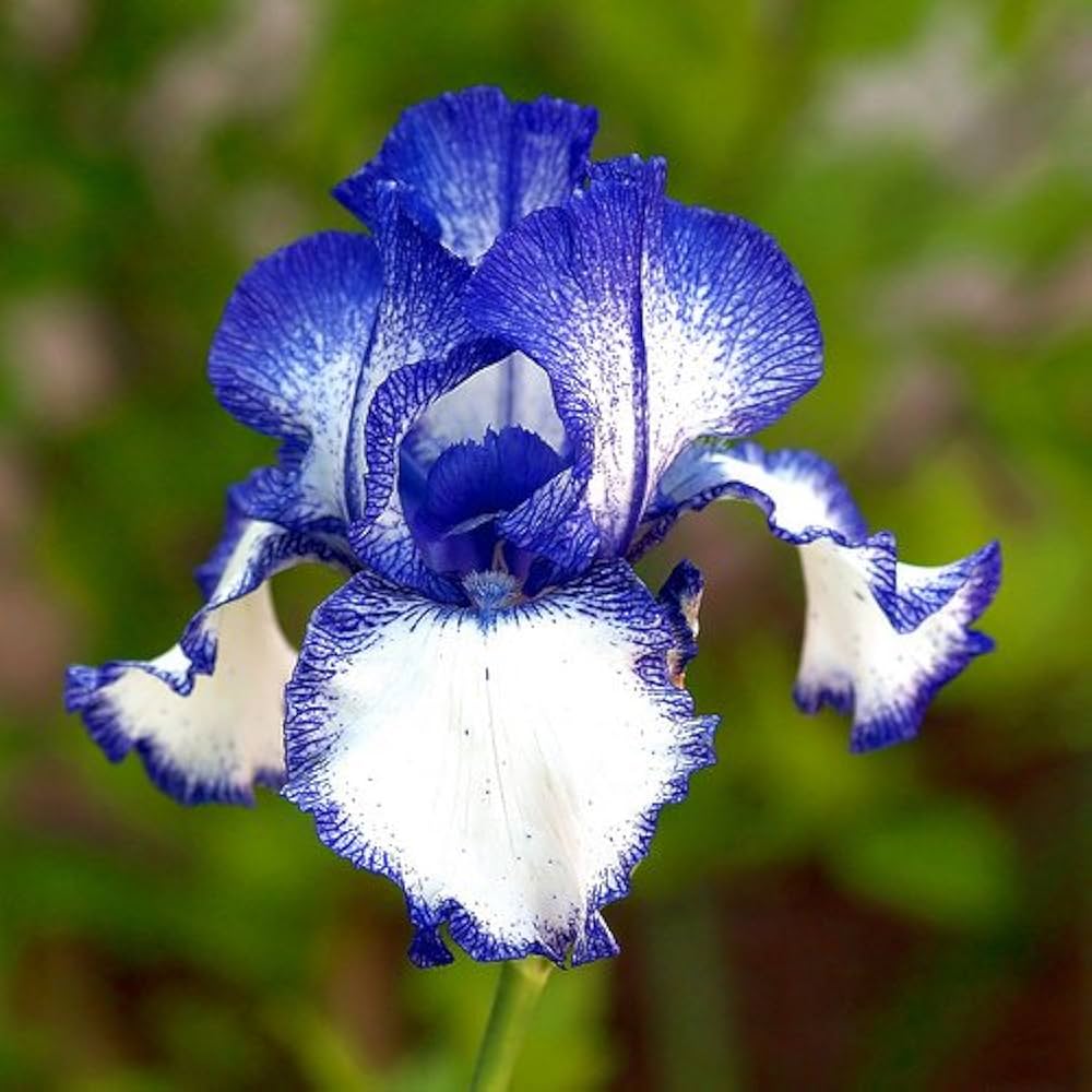 chinese iris flower seeds