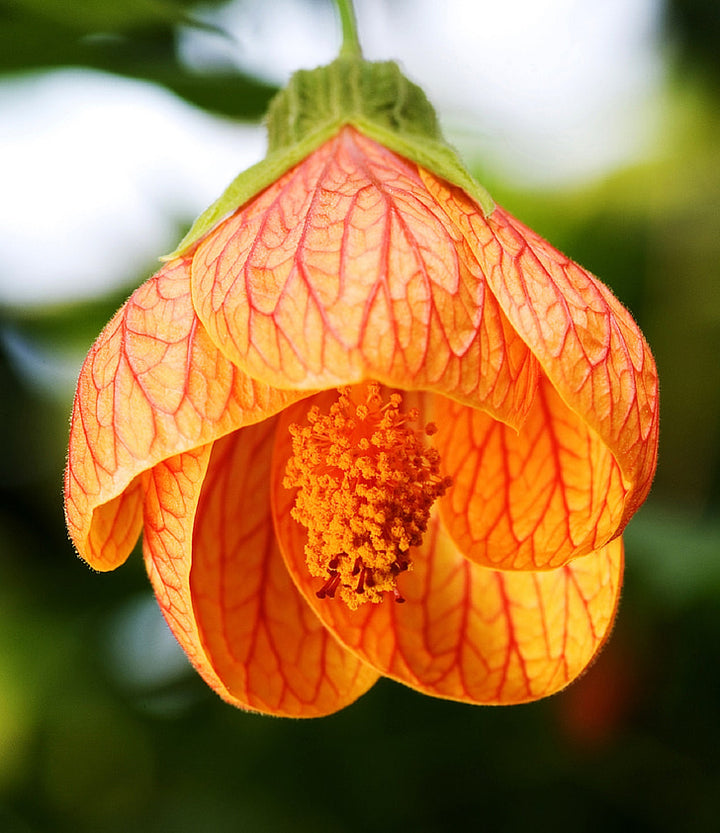 Orange Abutilon Striatum Flower Seeds – Heirloom, Non-GMO, Organic Garden Seeds
