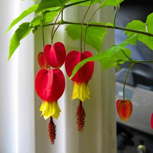 Megapotamicum Flower Seeds – Heirloom, Non-GMO, High Germination Seeds