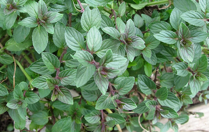 Chocolate Mint Herb Seeds for Planting – Heirloom, Non-GMO, Organic Garden Seeds, High Germination