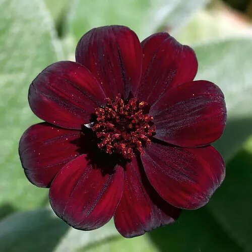 Dark Red Cosmos Flower Seeds for Planting – Heirloom Non-GMO High Germination Seeds