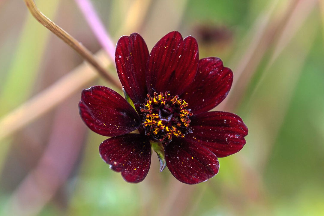 Maroon Cosmos Flower Seeds – Heirloom, Non-GMO, High Germination Seeds