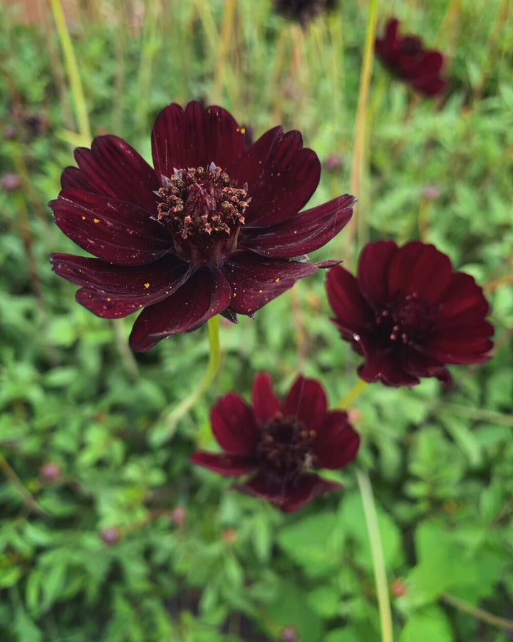 Brown Cosmos Flower Seeds – Heirloom, Non-GMO, High Germination Organic Garden Seeds for Planting