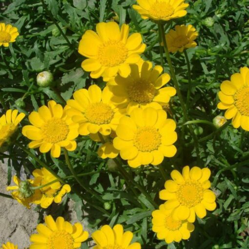 yellow chrysanthemum flower seeds