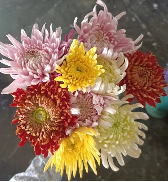 Blooming Chrysanthemum Flower Seeds Mixed – Heirloom Non-GMO High Germination Seeds