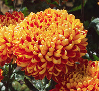 Orange Yellow Chrysanthemum Flower Seeds – Heirloom, Non-GMO Seeds