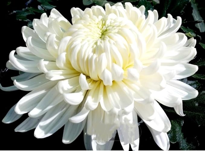 chrysanthemum chrysanthemum flower seeds