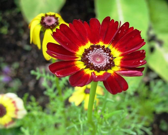 chrysanthemum chrysanthemum flower seeds