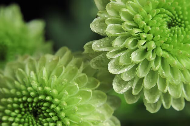 Chrysanthemum Flower Seeds Green for Planting – Heirloom Non-GMO High Germination