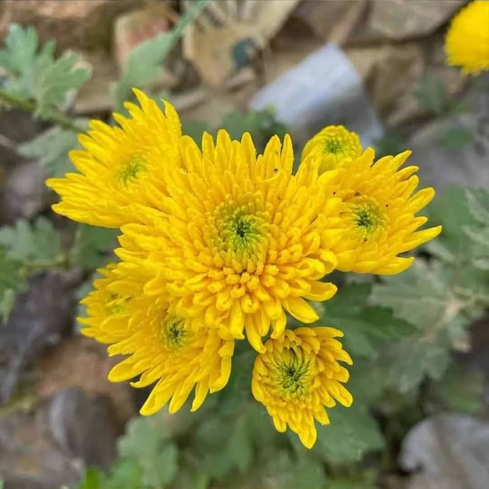 chrysanthemum morifolium flower seeds