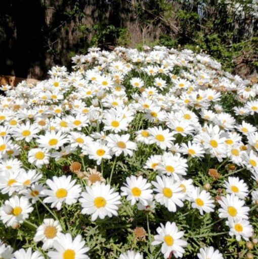 white chrysanthemum flower seeds
