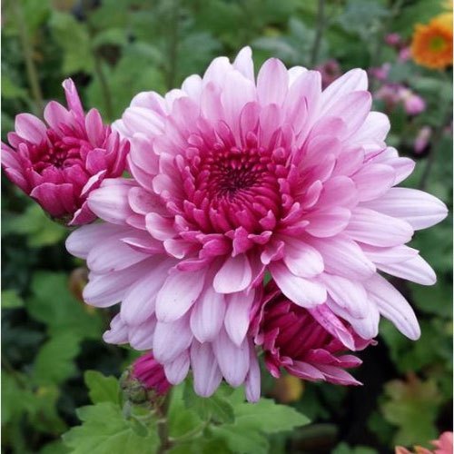 Pink White Chrysanthemum Flower Seeds Heirloom Non-GMO High Germination Organic Garden Seeds for Planting
