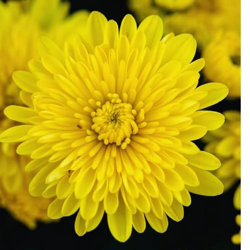 Yellow Chrysanthemum Flower Seeds – Heirloom, Non-GMO, High Germination Seeds